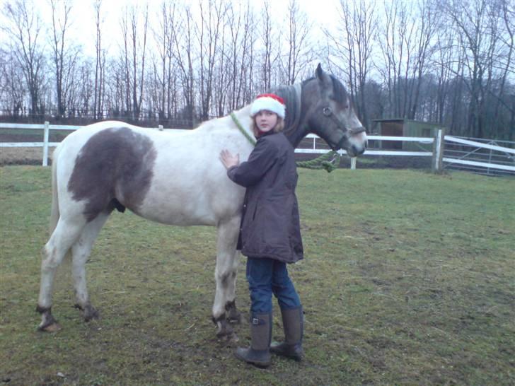 Sportsaraber (A) Cody - En rigtig kælepotte! billede 3