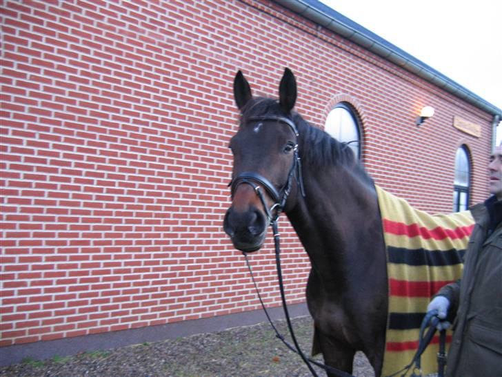 Holstener Dominique- *RIP* - Efter en ridetur inden vi kørte hjem. billede 14