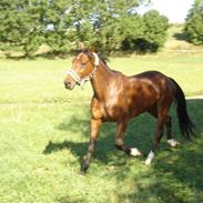 Traver Galloway Dalimo *død*