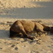 Traver Galloway Dalimo *død*