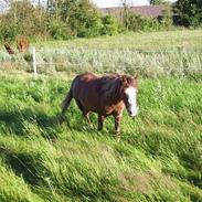 Welsh Mountain (sec A) starlight<3 