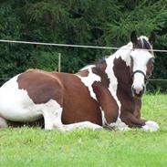 Pinto Cansas "solgt"