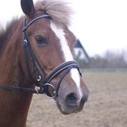 Anden særlig race Fyns O´malley<3