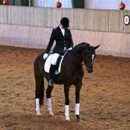 Dansk Varmblod Gipsy - *SOLGT*