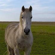 Welsh Pony af Cob-type (sec C) Capri