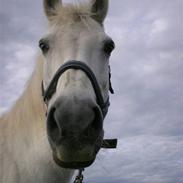 Welsh Pony af Cob-type (sec C) Capri