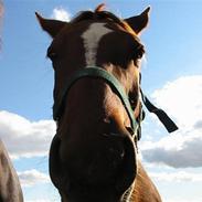 Anden særlig race Cassiopia (rider ikk mer)