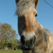 Fjordhest Sleipner
