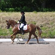 New Forest Adeleide -B-pony SOLGT