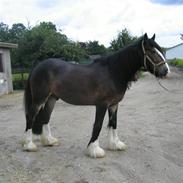 Irish Cob Hampus