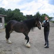 Irish Cob Hampus