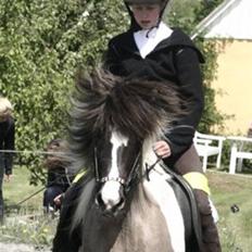 Islænder Rindur f. Markusminde