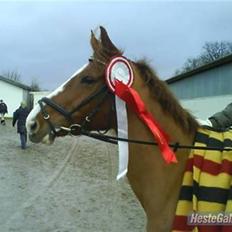 Tysk Sportspony Poersy Pay