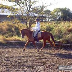 Tysk Sportspony Poersy Pay