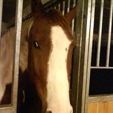 Pinto Induc R.I.P /'; 