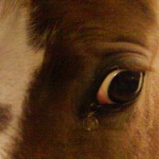 Pinto Induc R.I.P /'; 