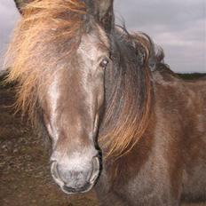 Islænder Glossa fra Mellemholm 