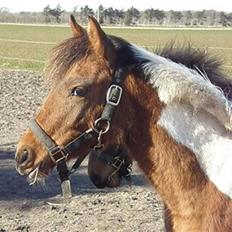 Anden særlig race LILLY( part)