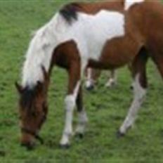 Anden særlig race LILLY( part)