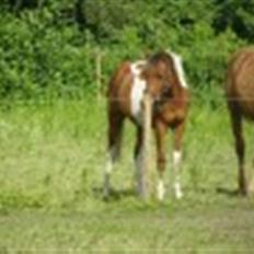 Anden særlig race LILLY( part)