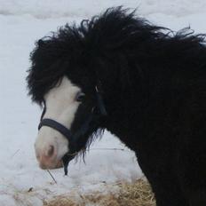 Anden særlig race Møllegårdens Kaspian