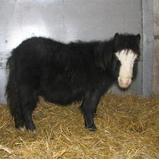 Anden særlig race Møllegårdens Kaspian