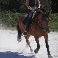 DSP Bæklunds Lorenzo solgt