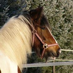 Irish Cob Athena of The Irish Western art Ranch (Solgt)