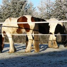 Irish Cob Athena of The Irish Western art Ranch (Solgt)