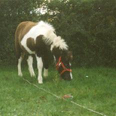 Anden særlig race Lotte