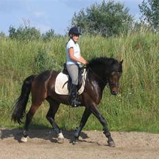 New Forest Flintdales Elvis