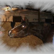 Anden særlig race Bøgelys Mille. (GL.PART)