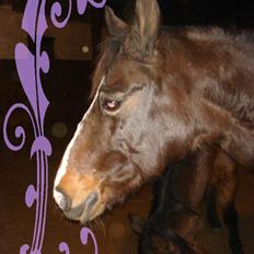 Anden særlig race Bøgelys Mille. (GL.PART)