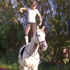 Anden særlig race Prins 