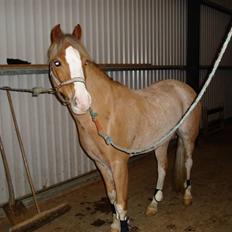 Welsh Pony (sec B) Bastiaan