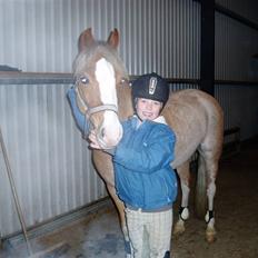 Welsh Pony (sec B) Bastiaan