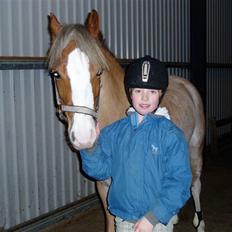 Welsh Pony (sec B) Bastiaan