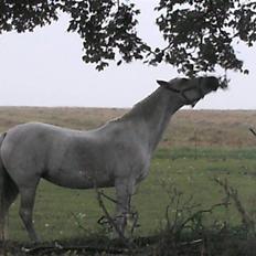 Welsh Pony af Cob-type (sec C) Capri