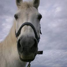 Welsh Pony af Cob-type (sec C) Capri