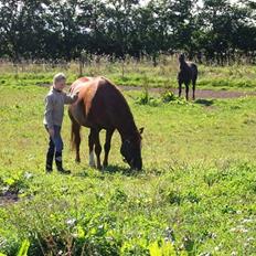 Anden særlig race Cassiopia (rider ikk mer)