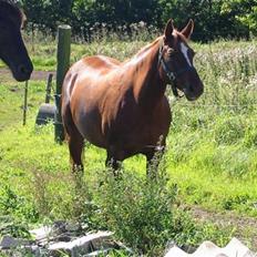 Anden særlig race Cassiopia (rider ikk mer)