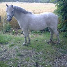 Welsh Mountain (sec A) Lo-pré Blue