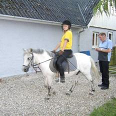 Welsh Mountain (sec A) Lo-pré Blue