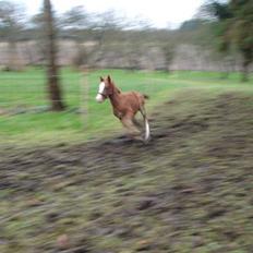 Anden særlig race Robin- SOLGT