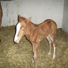 Anden særlig race Robin- SOLGT