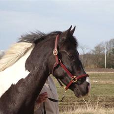 Pinto Magic Dream (Solgt)