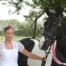 Pinto Magic Dream (Solgt)