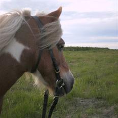 Shetlænder Lusi R.I.P <3