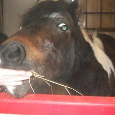 Anden særlig race Indien