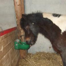 Anden særlig race Indien